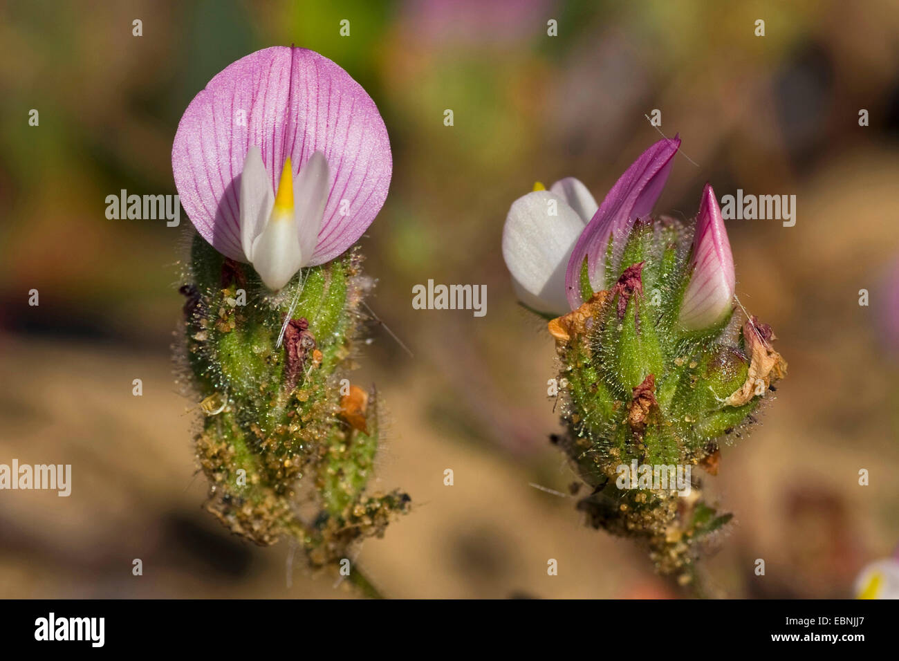 Rest Harrow (Ononis cossoniana), blooming, Portugal Stock Photo