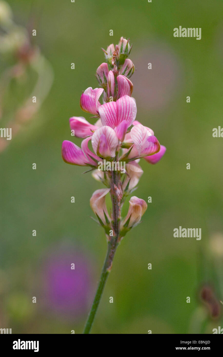 Sainfoin (Onobrychis arenaria), inflorescence, Germany Stock Photo