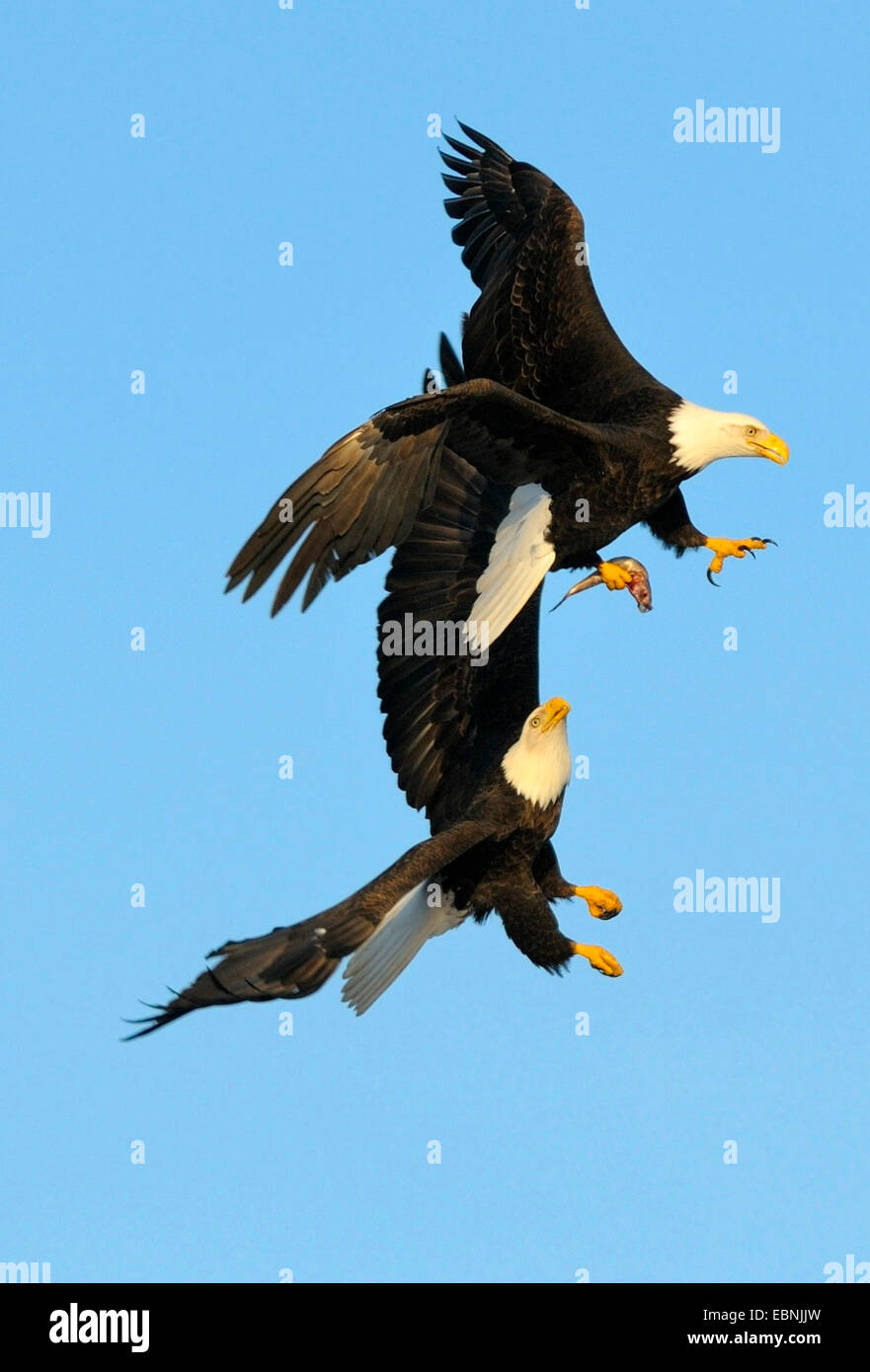 American bald eagle (Haliaeetus leucocephalus), breeding pair handing over the prey, USA, Alaska Stock Photo