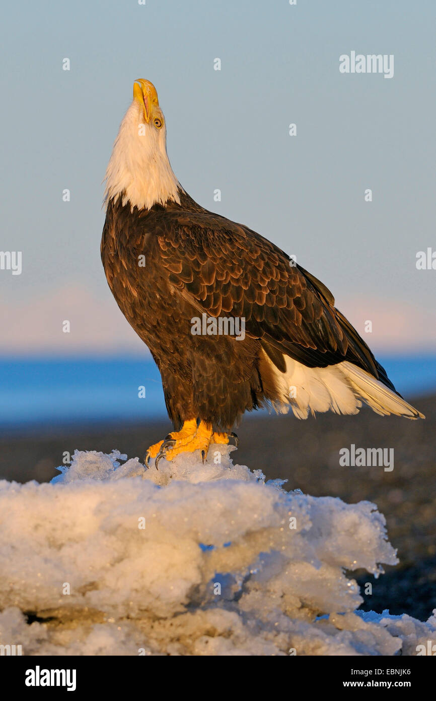 https://c8.alamy.com/comp/EBNJK6/american-bald-eagle-haliaeetus-leucocephalus-calling-eagle-on-iceflow-EBNJK6.jpg