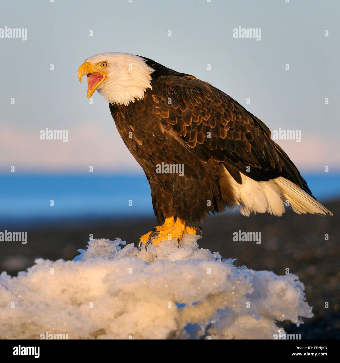 American bald eagle (Haliaeetus leucocephalus), calling eagle on ice flow in morning light, USA, Alaska Stock Photo