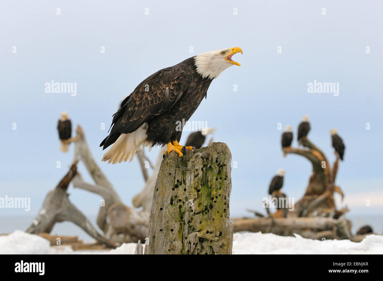 American bald eagle (Haliaeetus leucocephalus), calling eagle, in the background same more eagles resting on driftwood, USA, Alaska Stock Photo