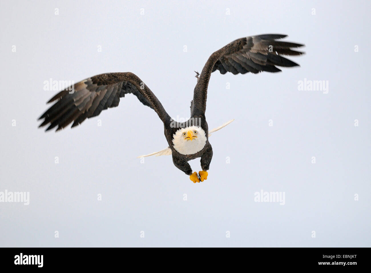American bald eagle (Haliaeetus leucocephalus), in flight, USA, Alaska Stock Photo