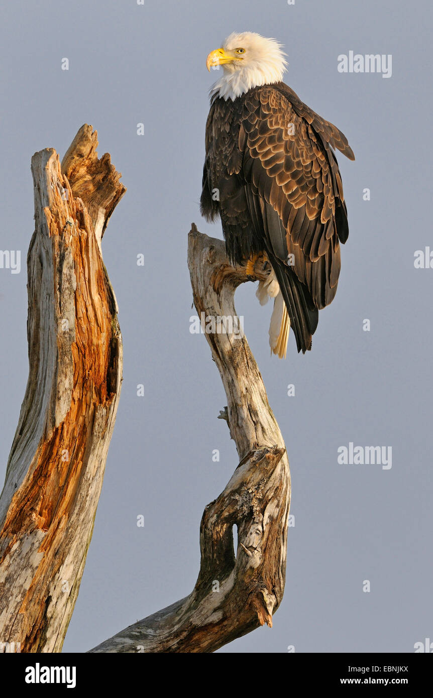 American bald eagle (Haliaeetus leucocephalus), resting eagle on driftwood, USA, Alaska Stock Photo