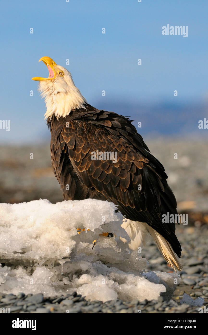 Ice flow hi-res stock photography and images - Alamy