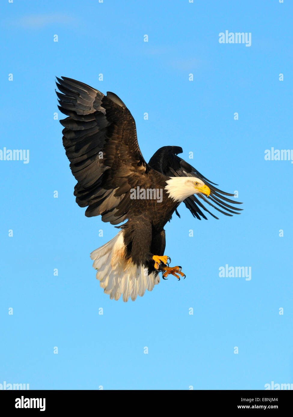American bald eagle (Haliaeetus leucocephalus), landing, USA, Alaska Stock Photo