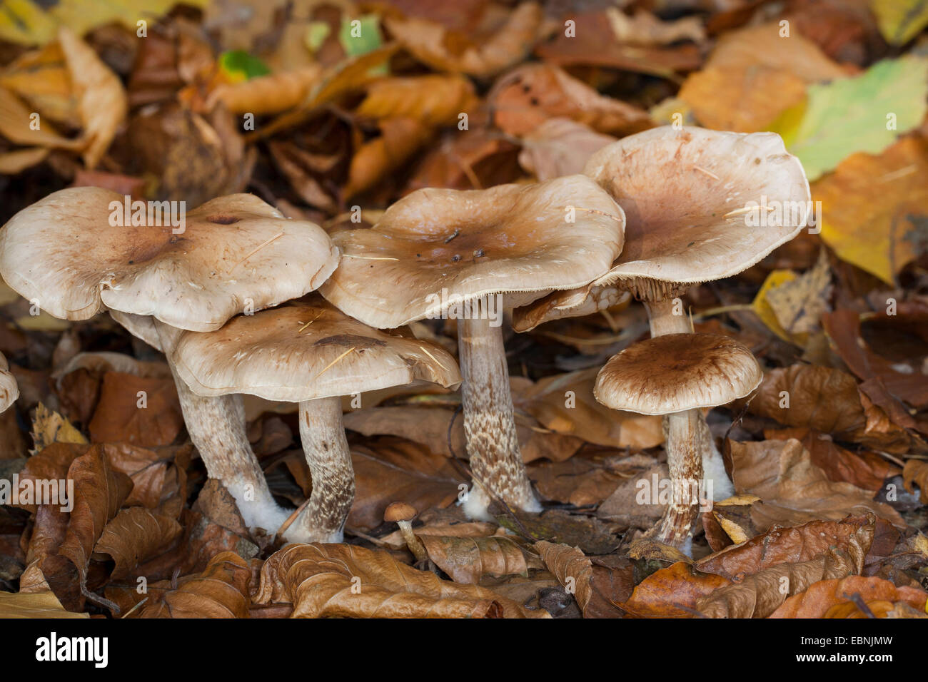 Slimy Scalycap (Pholiota lenta, Flammula lenta), five fruiting bodies on forest floor, Germany Stock Photo