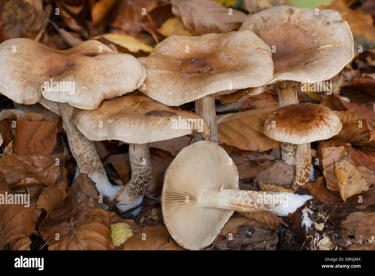 Slimy Scalycap (Pholiota lenta, Flammula lenta), fruiting bodies on forest floor, Germany Stock Photo
