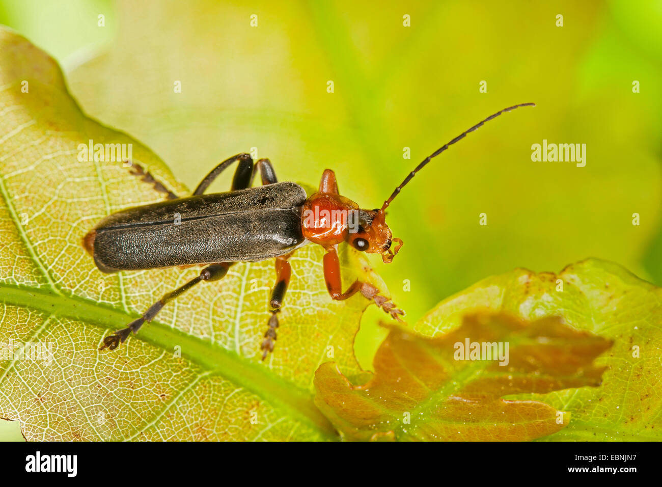 variable cantharid, variable soldier beetle (Cantharis livida), morph with dark elytrons, dark morph, Germany Stock Photo