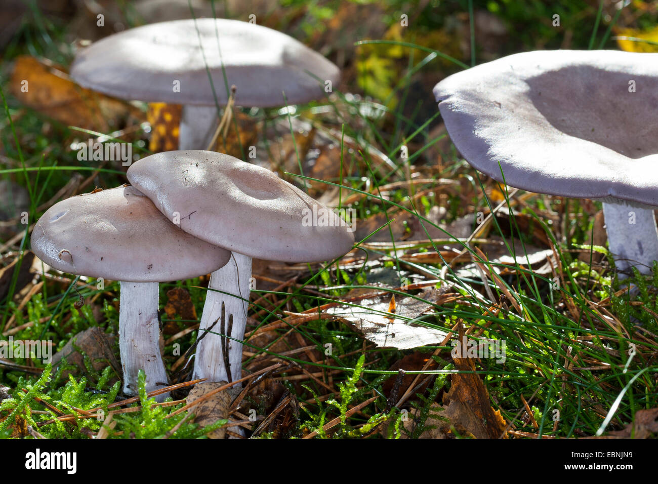 wood blewit (Lepista nuda), four fruiting bodies on forest floor, Germany Stock Photo