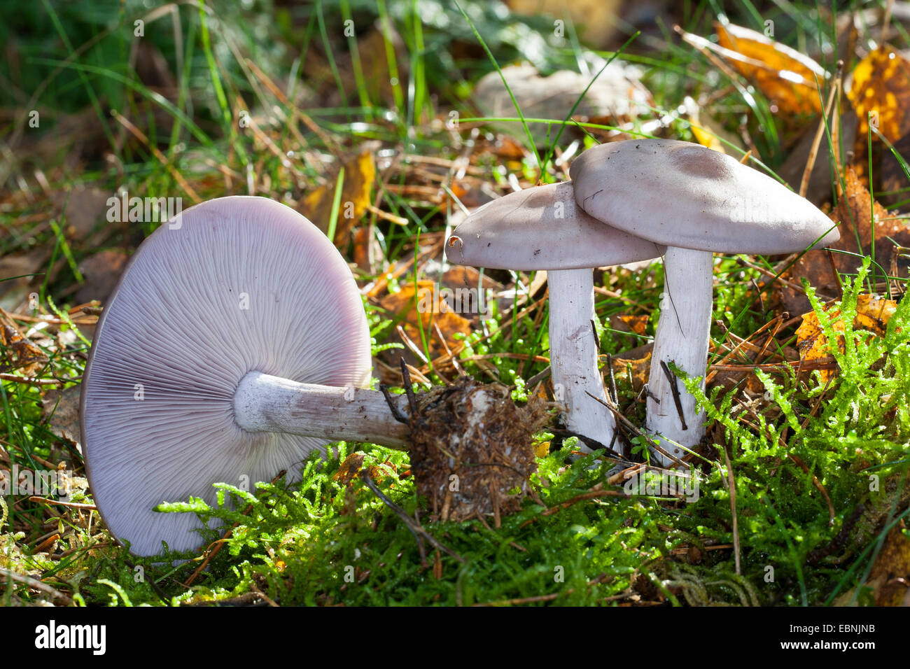 Wood blewit, Blue stalk mushroom, Wood Blewit mushroom (Lepista nuda, Clitocybe nuda, Tricholoma nudum), three fruiting bodies on forest floor, Germany Stock Photo