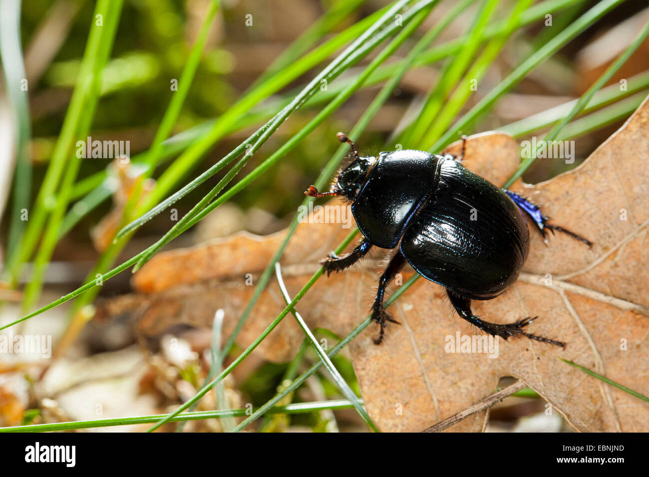 Common dor beetle (Anoplotrupes stercorosus, Geotrupes stercorosus), on forest floor, Germany Stock Photo