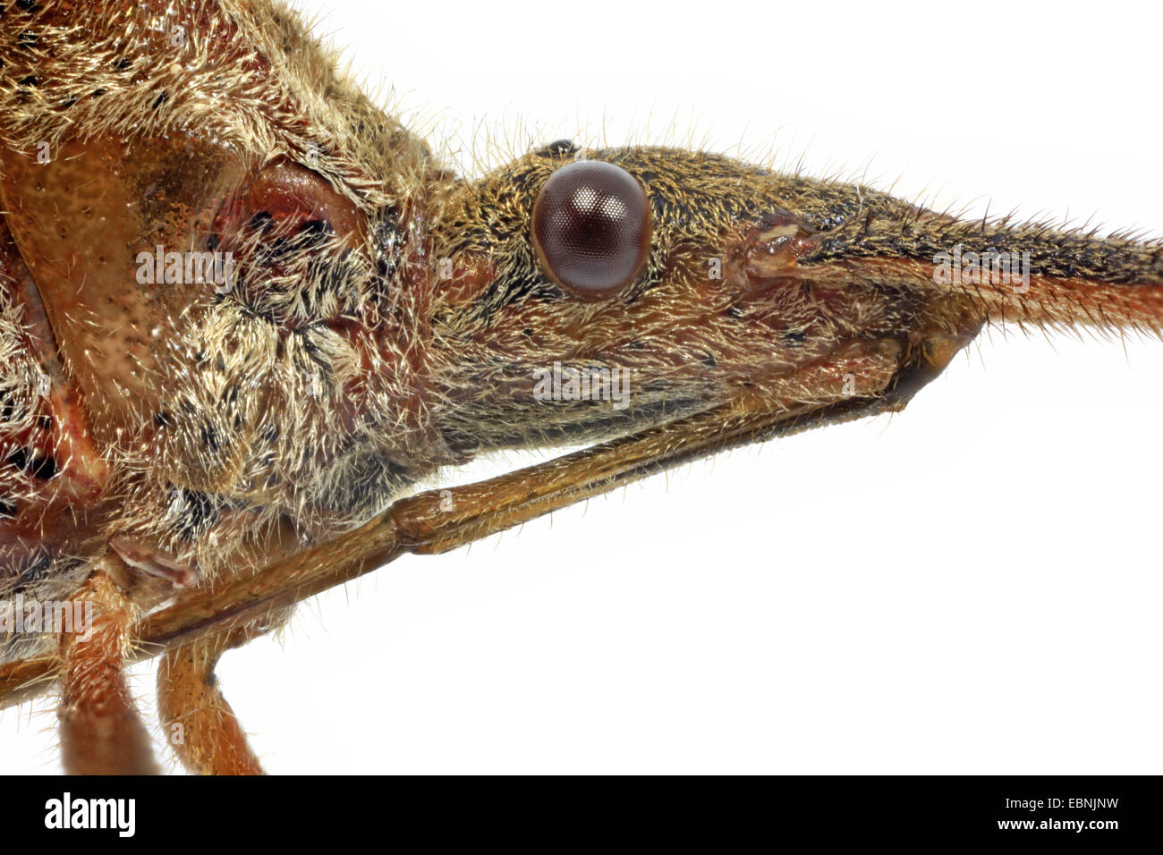 Western conifer seed bug (Leptoglossus occidentalis), head with sucker, lateral view Stock Photo