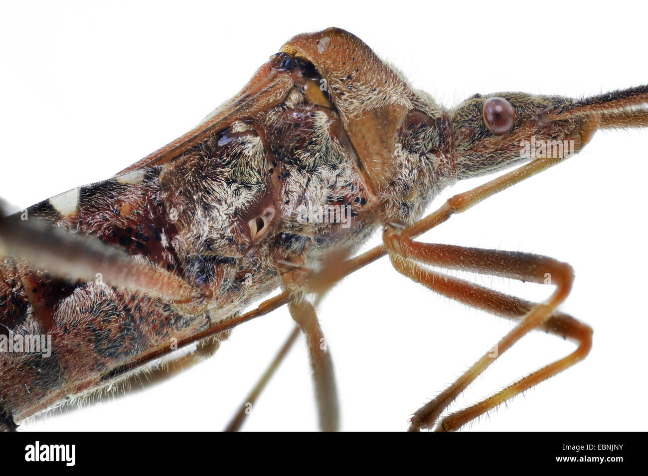 Western conifer seed bug (Leptoglossus occidentalis), thorax and head with sucker, lateral view Stock Photo