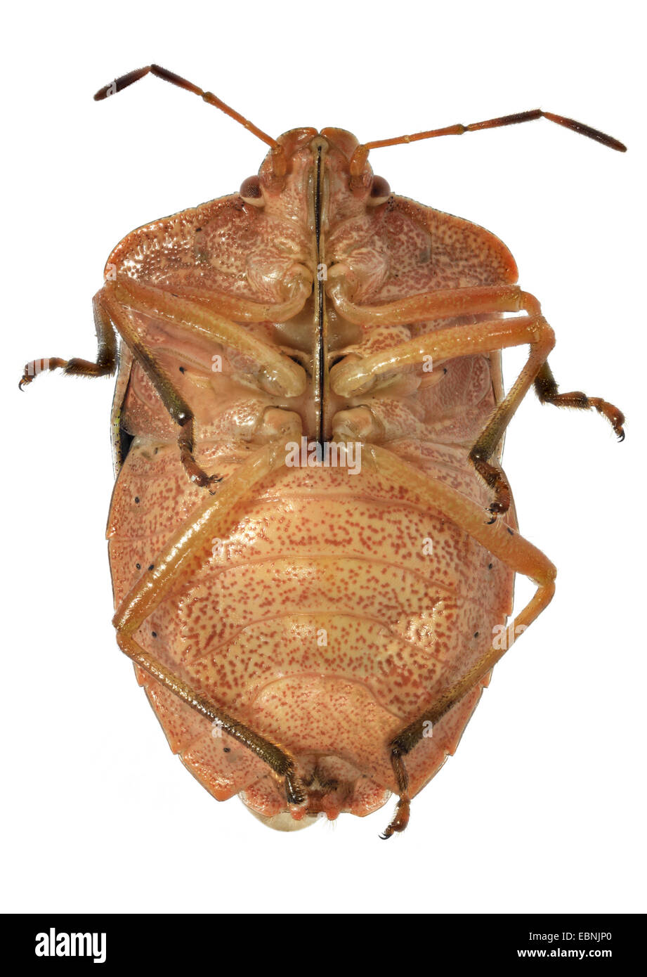 green shield bug, common green shield bug (Palomena prasina), view from belwo with sucker Stock Photo