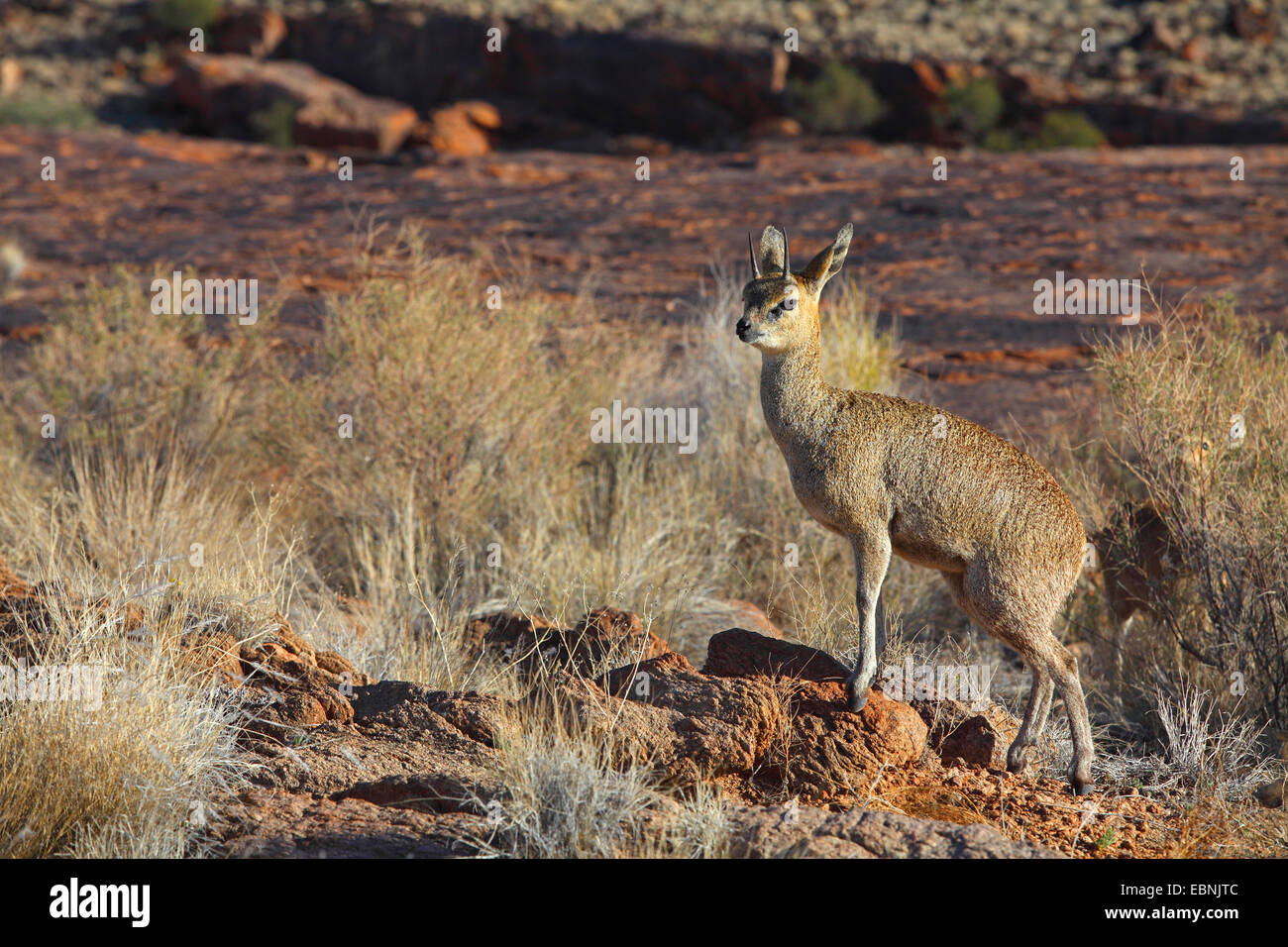 klippspringer (Oreotragus oreotragus), male stands on a rock, South Africa, Augrabies Falls National Park Stock Photo