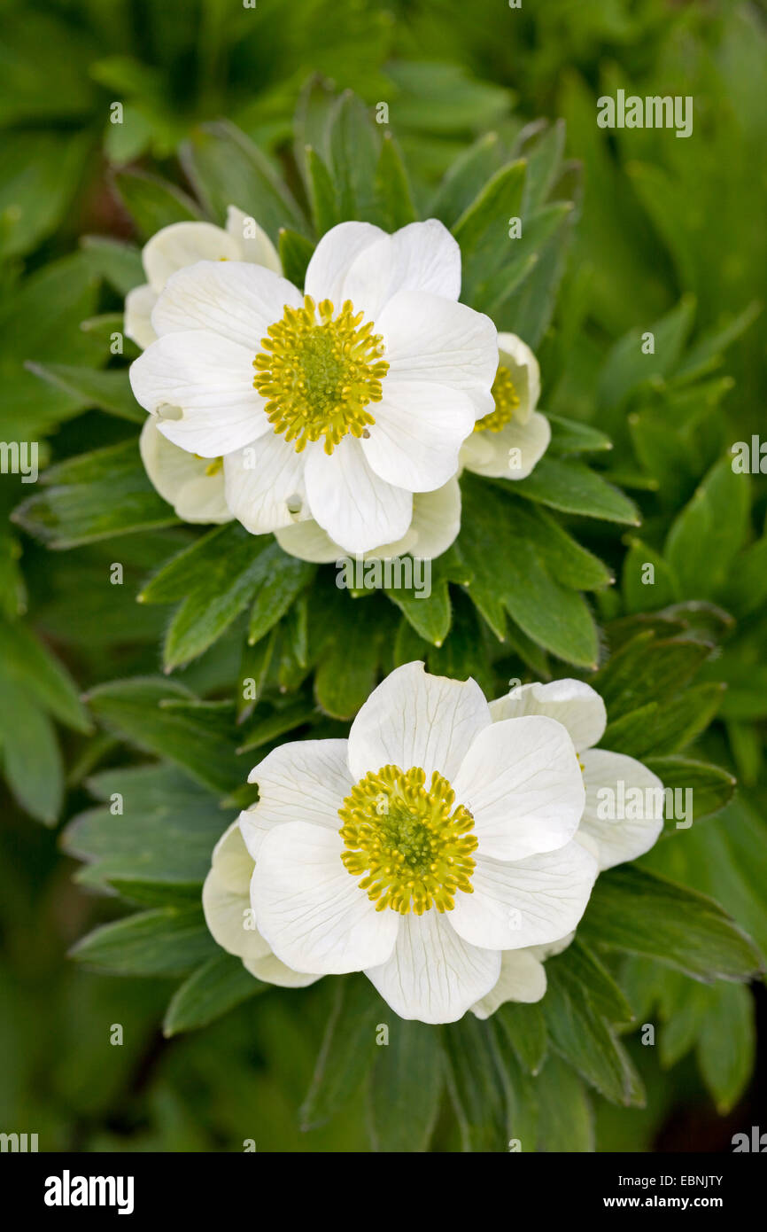 Narcissus anemone, Narcissus-flowered anemone (Anemone narcissiflora, Anemonastrum narcissiflorum), flowers, USA, Alaska, Mount Roberts Stock Photo