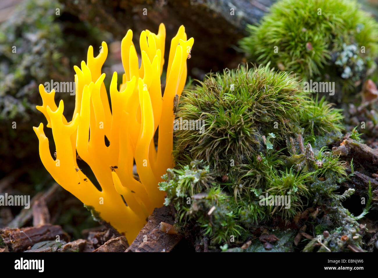 Yellow staghorn, Yellow stagshorn (Calocera viscosa, Tylophilus fellus), with moos, Denmark, Jylland Stock Photo