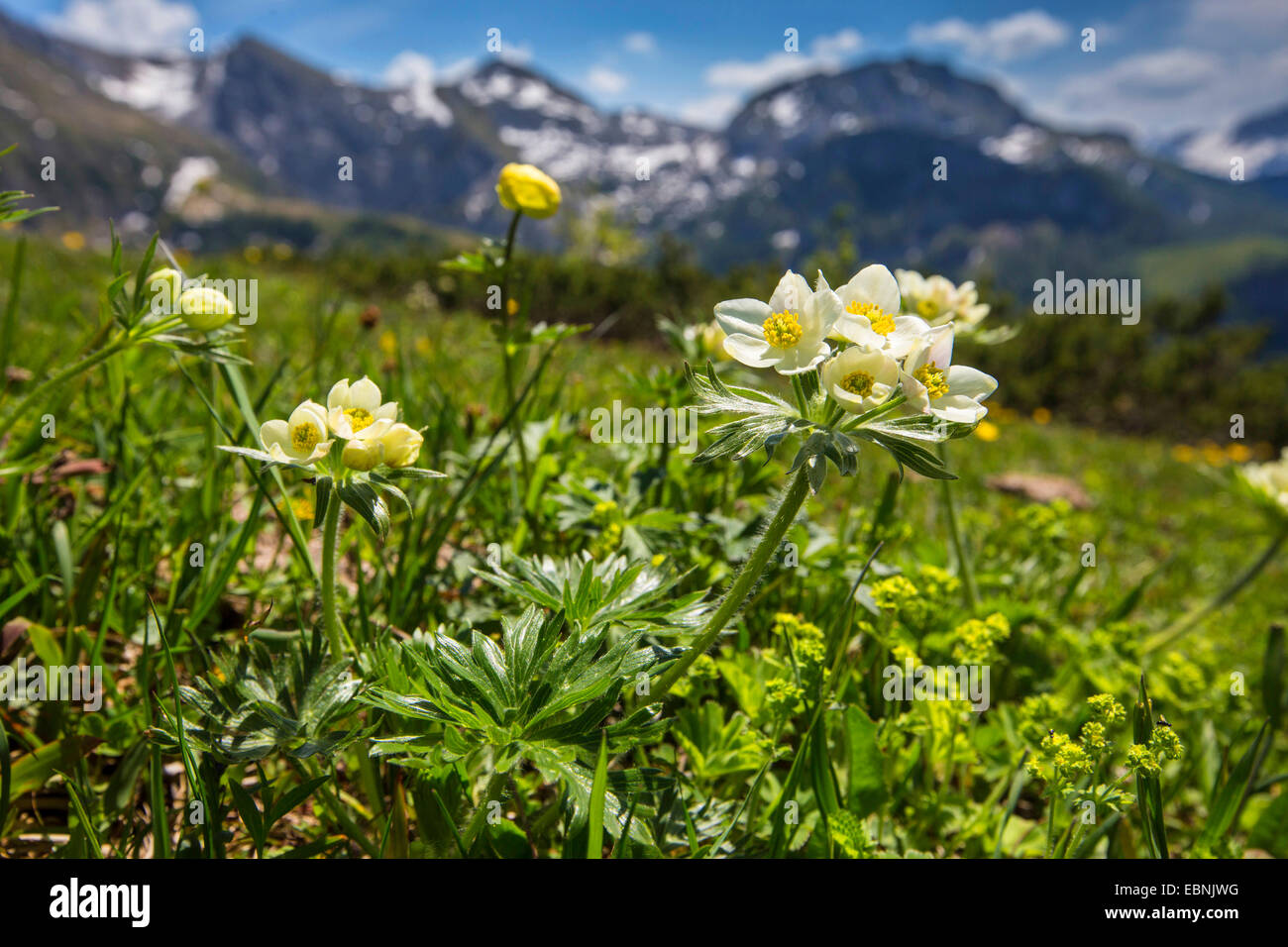 Narcissus anemone, Narcissus-flowered anemone (Anemone narcissiflora, Anemonastrum narcissiflorum), blooming, Germany, Bavaria, Berchtesgaden National Park Stock Photo