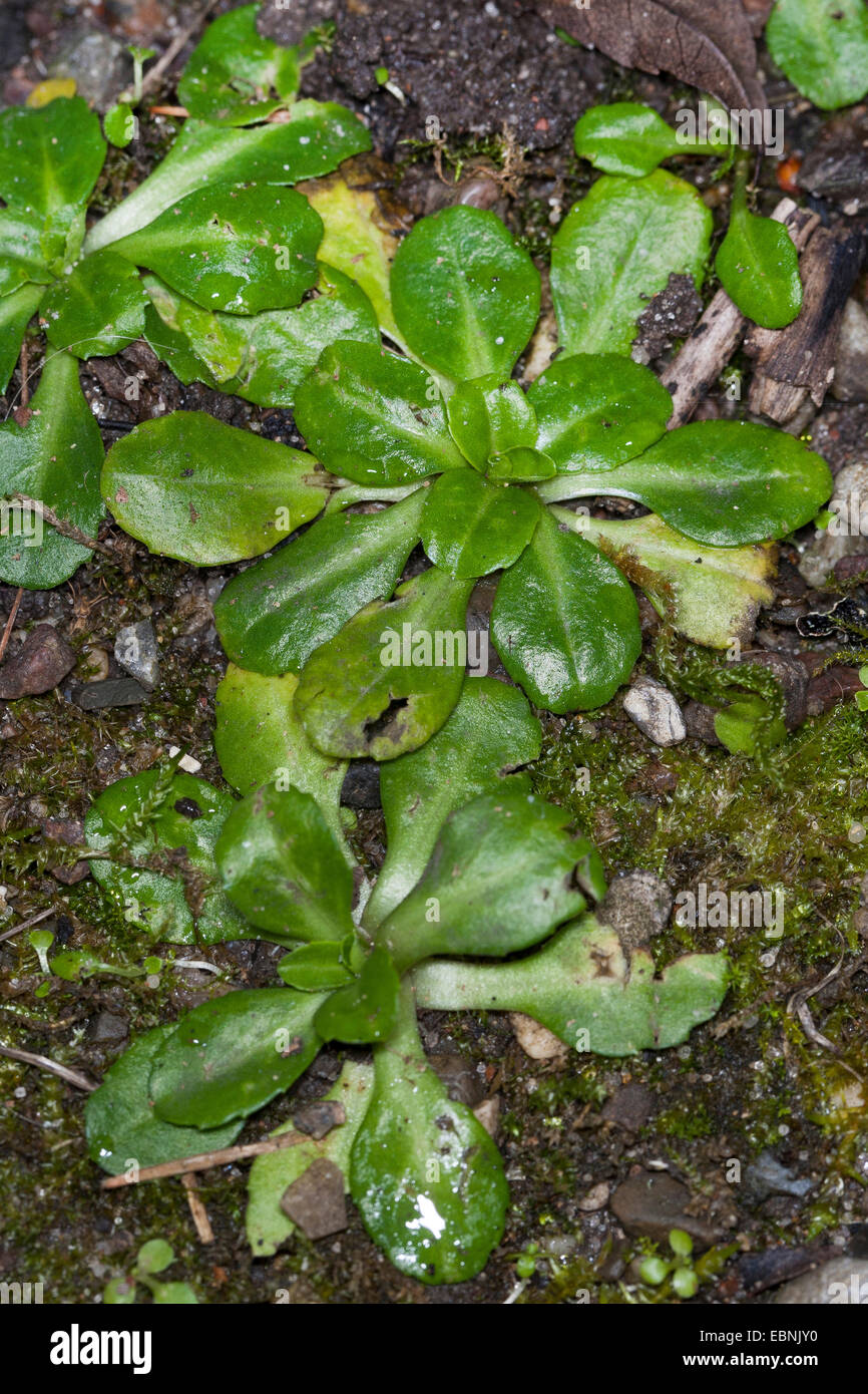 common daisy, lawn daisy, English daisy (Bellis perennis), leaf rosettes, Germany Stock Photo