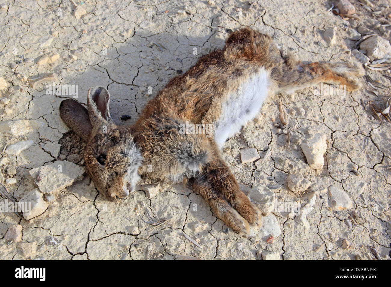 European rabbit (Oryctolagus cuniculus), dead rabbit on dried out ground, Spain, Jaen Stock Photo