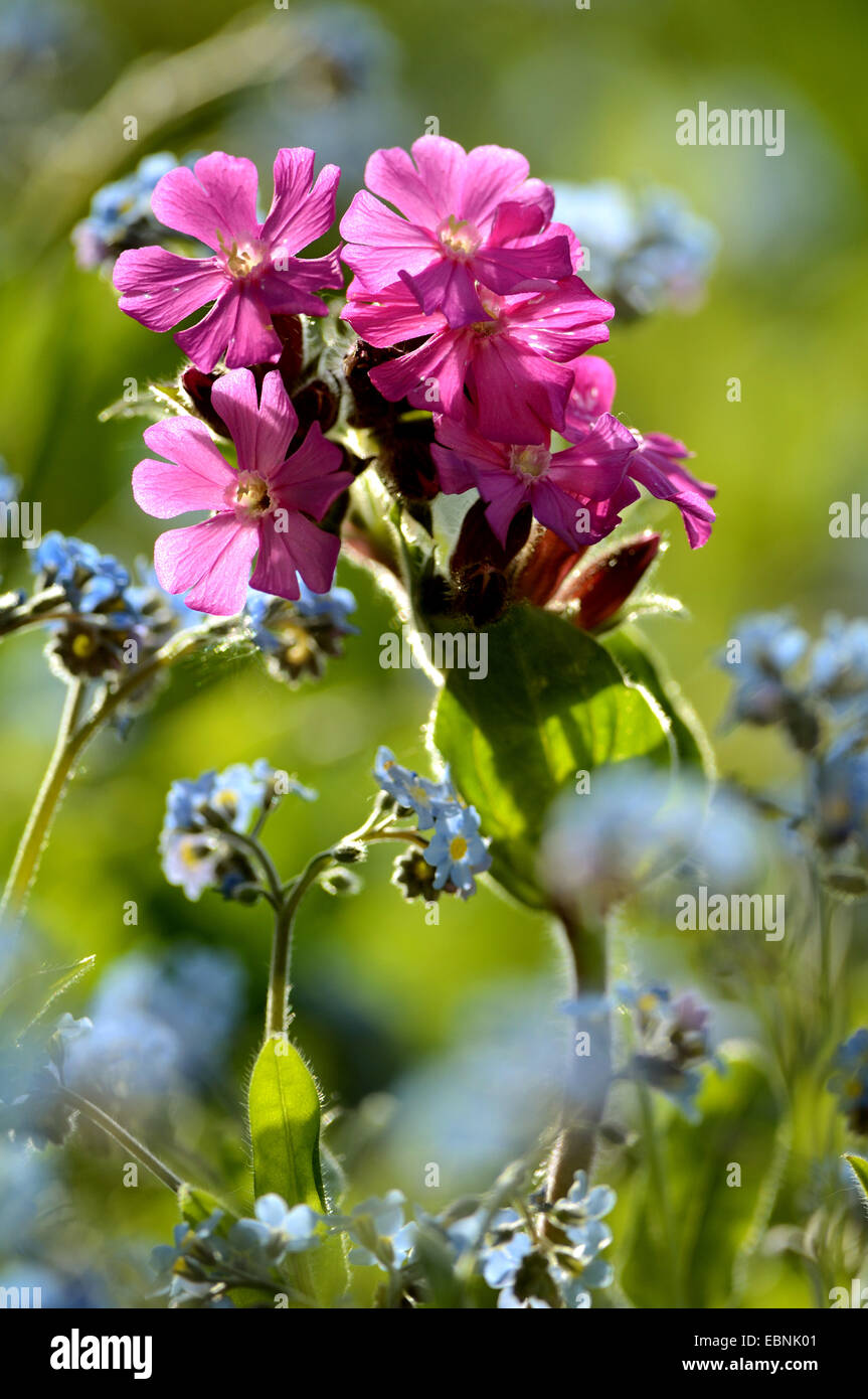 Red campion (Silene dioica), with forest forget-me-not in frontlighting Stock Photo