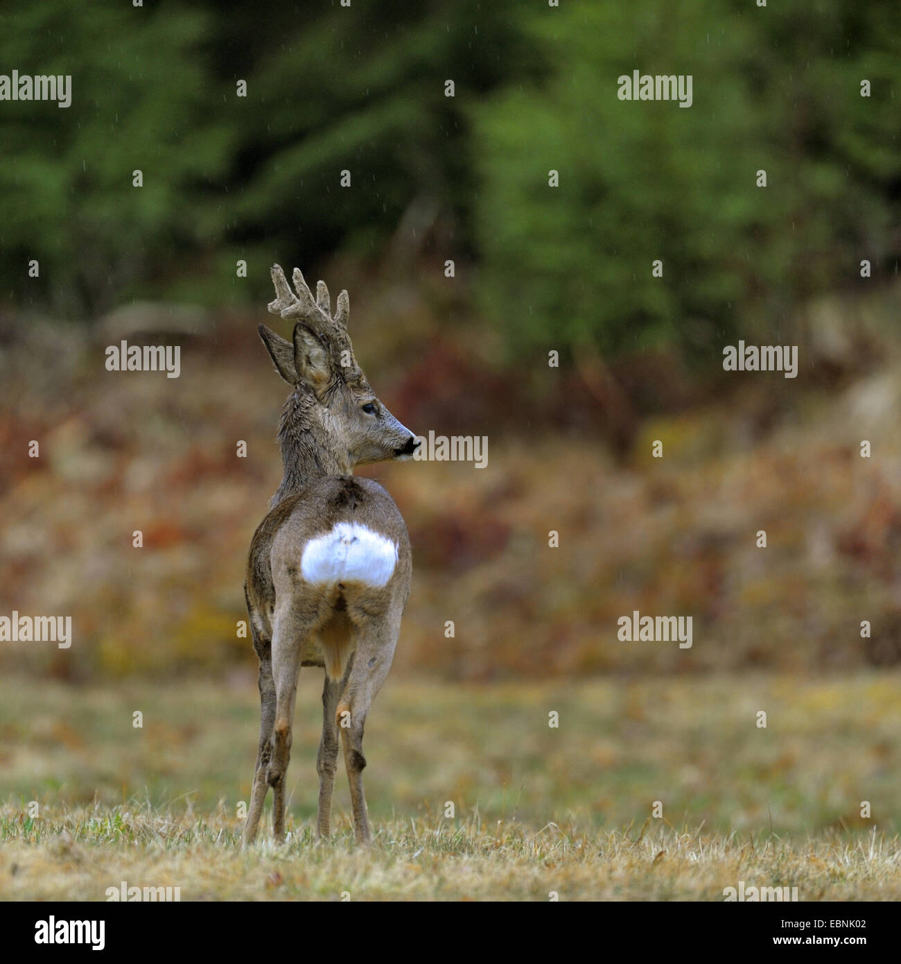 roe deer (Capreolus capreolus), buck in the velvet by rain Stock Photo