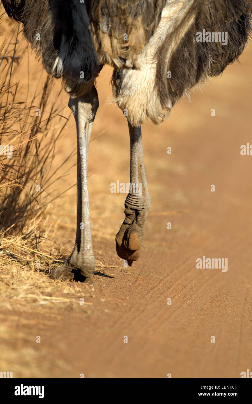 ostrich (Struthio camelus), sturdy legs and feet of a running ostrich, South Africa, Pilanesberg National Park Stock Photo
