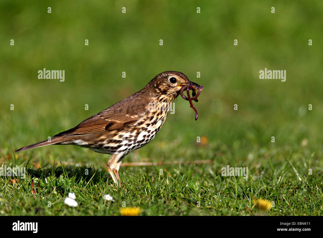 song thrush (Turdus philomelos), throstle standing on grass and has earthworms in the bill , Netherlands, Frisia Stock Photo