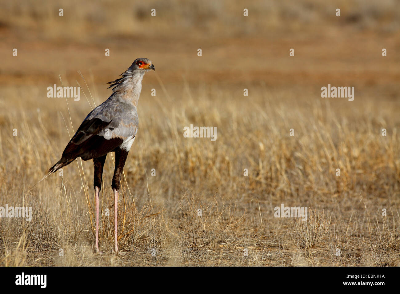 secretary bird, Sagittarius serpentarius (Sagittarius serpentarius), standing on the ground, South Africa, Kgalagadi Transfrontier National Park Stock Photo