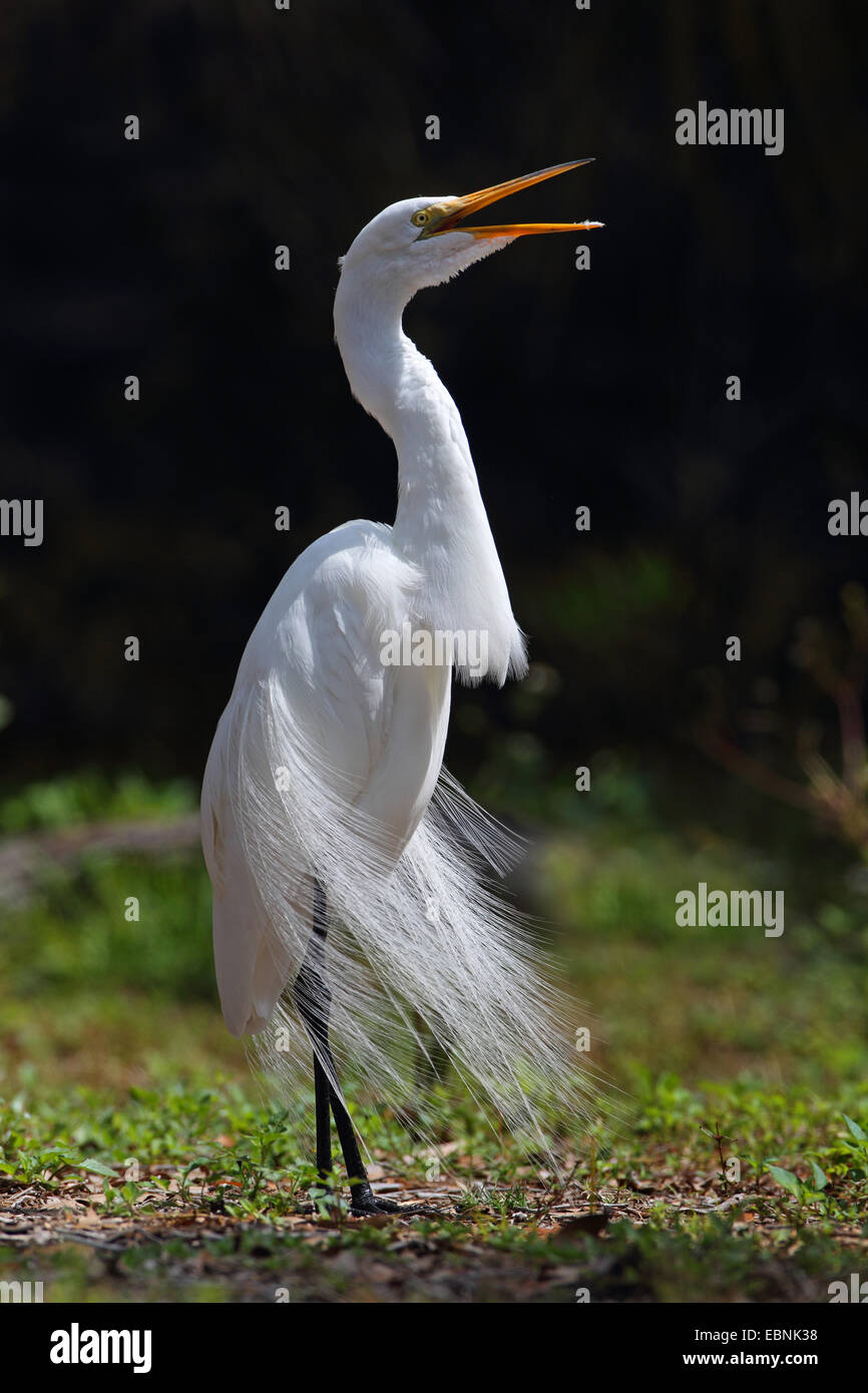 great egret, Great White Egret (Egretta alba, Casmerodius albus, Ardea alba), breeding plumage with decorative plumes breezing in the wind, USA, Florida Stock Photo