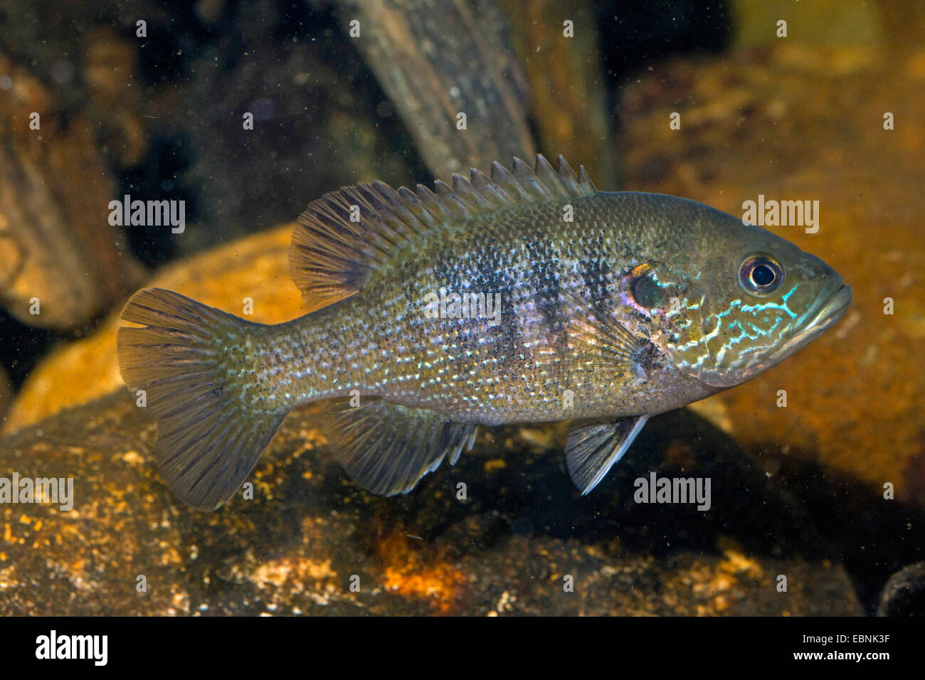 Green sunfish hi-res stock photography and images - Alamy
