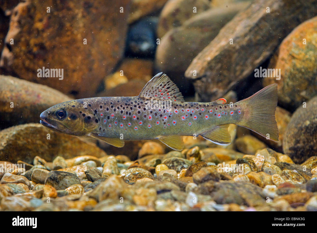 brown trout, river trout, brook trout (Salmo trutta fario), from nutrient-poor creek, Germany Stock Photo