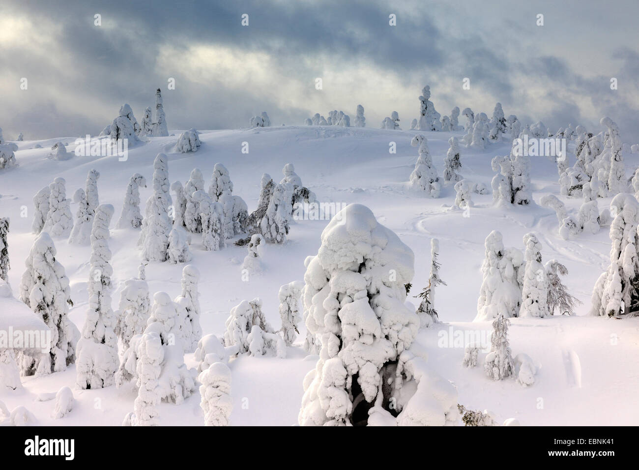 snow covered spruces after a winter storm in Rukatunturi, Finland, Kuusamo Stock Photo