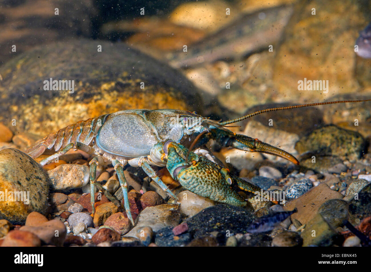 Stone Crayfish Torrent Crayfish Astacus Torrentium Austropotamobius Torrentium Potamobius Torrentium Male Germany Stock Photo Alamy