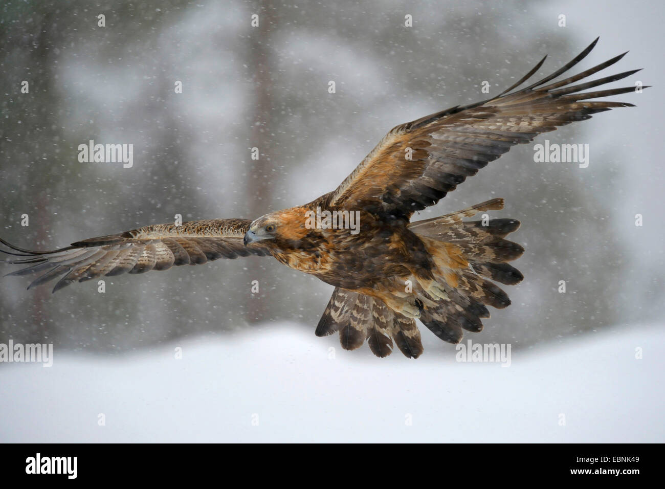 golden eagle (Aquila chrysaetos), in flight in heavy snowfall, Finland, Kuusamo, Oulanka National Park Stock Photo