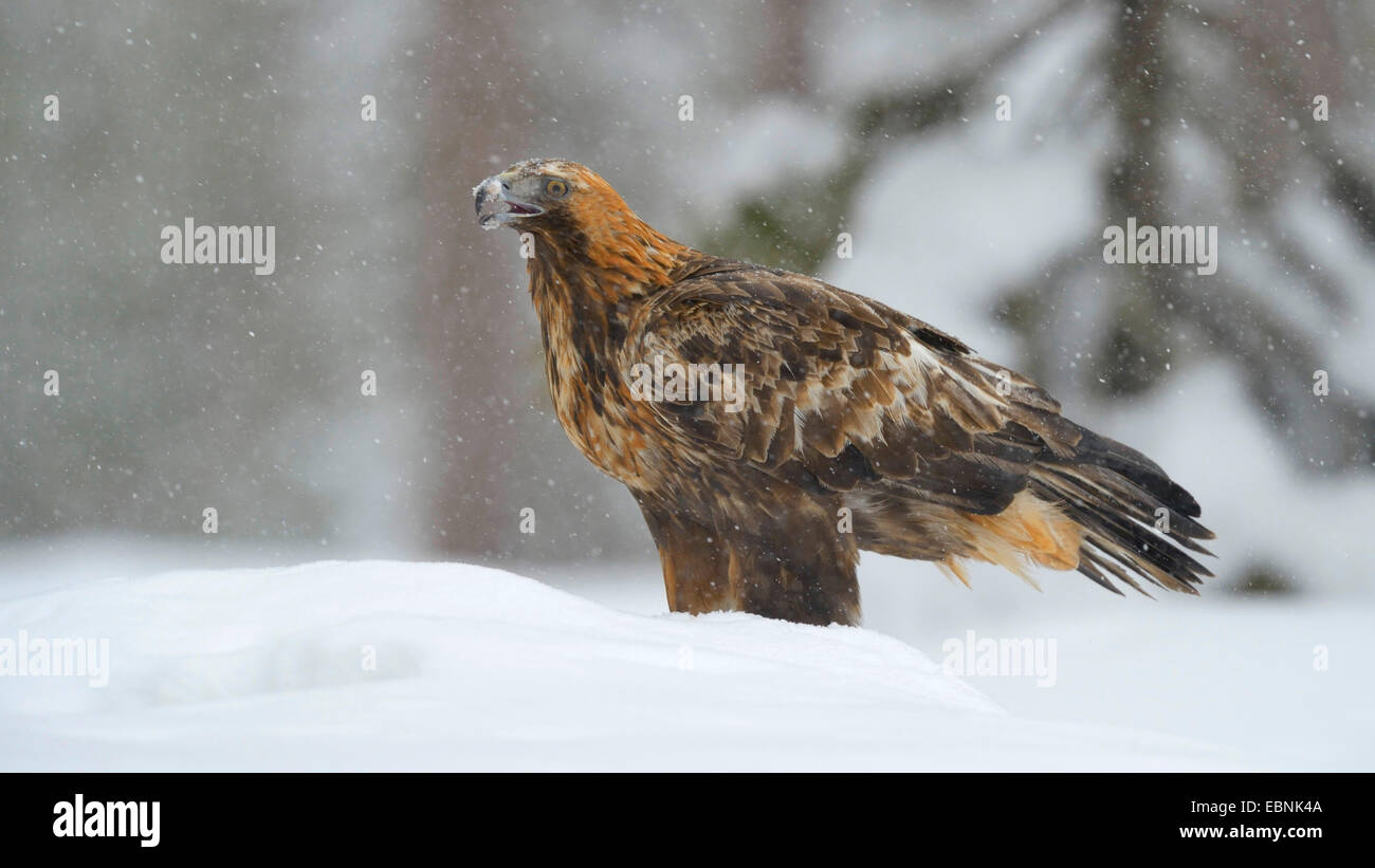 golden eagle (Aquila chrysaetos), in heavy snowfall, Finland, Kuusamo, Oulanka National Park Stock Photo
