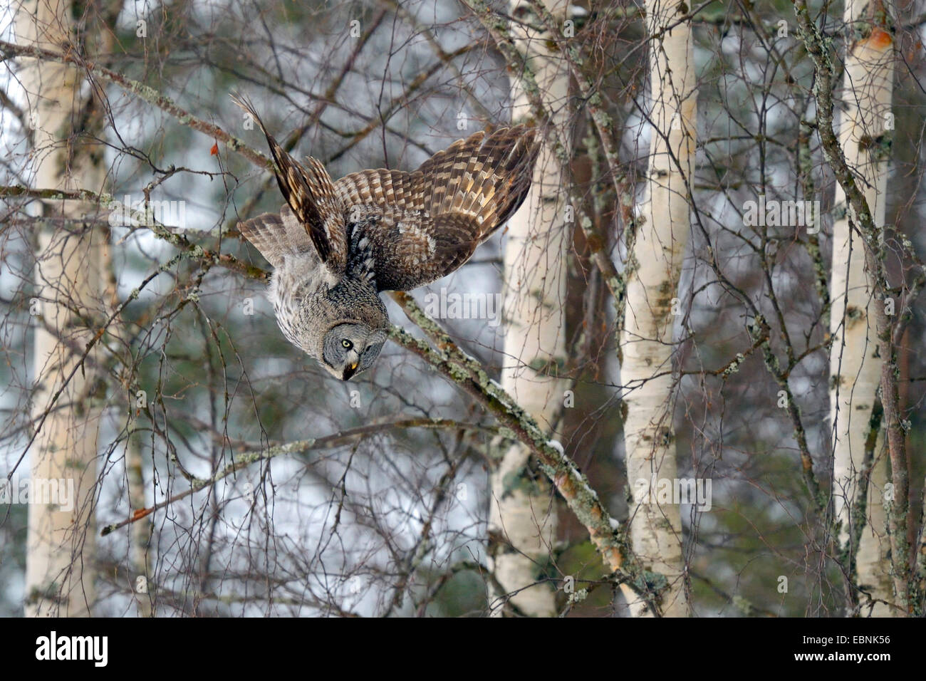 great grey owl (Strix nebulosa), starting a nose diving, Finland Stock Photo