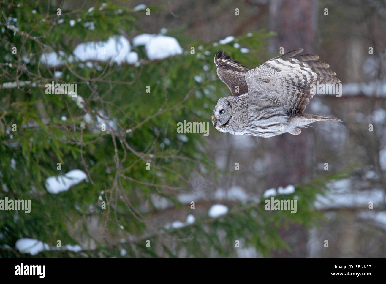 great grey owl (Strix nebulosa), in flight in severe cold, Finland Stock Photo