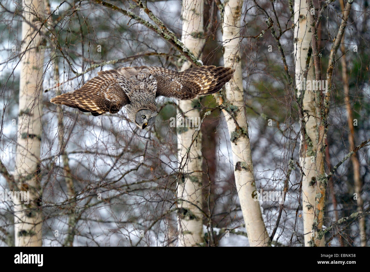 great grey owl (Strix nebulosa), staring nose diving, Finland Stock Photo
