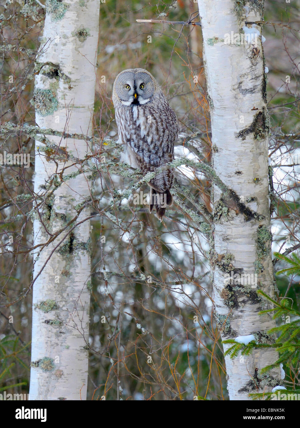 great grey owl (Strix nebulosa), on its lookout between two birches, Finland Stock Photo