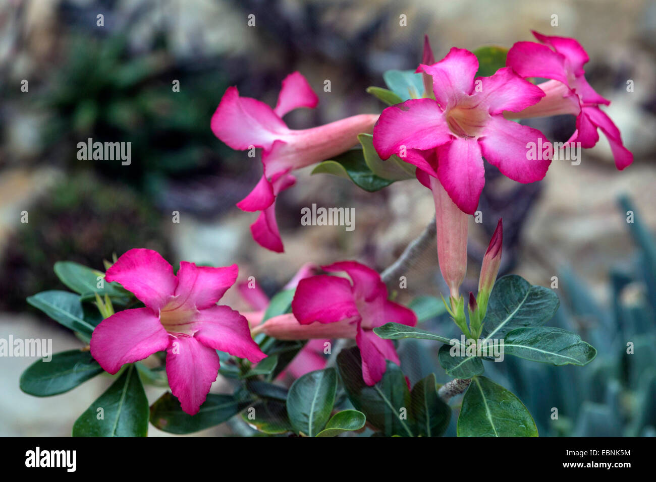 desert rose (Adenium obesum), blooming Stock Photo