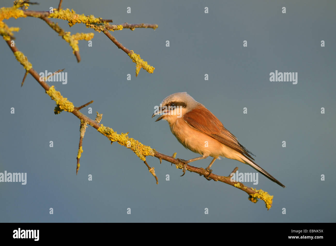 red-backed shrike (Lanius collurio), male on a twig in first light, Germany, Baden-Wuerttemberg Stock Photo