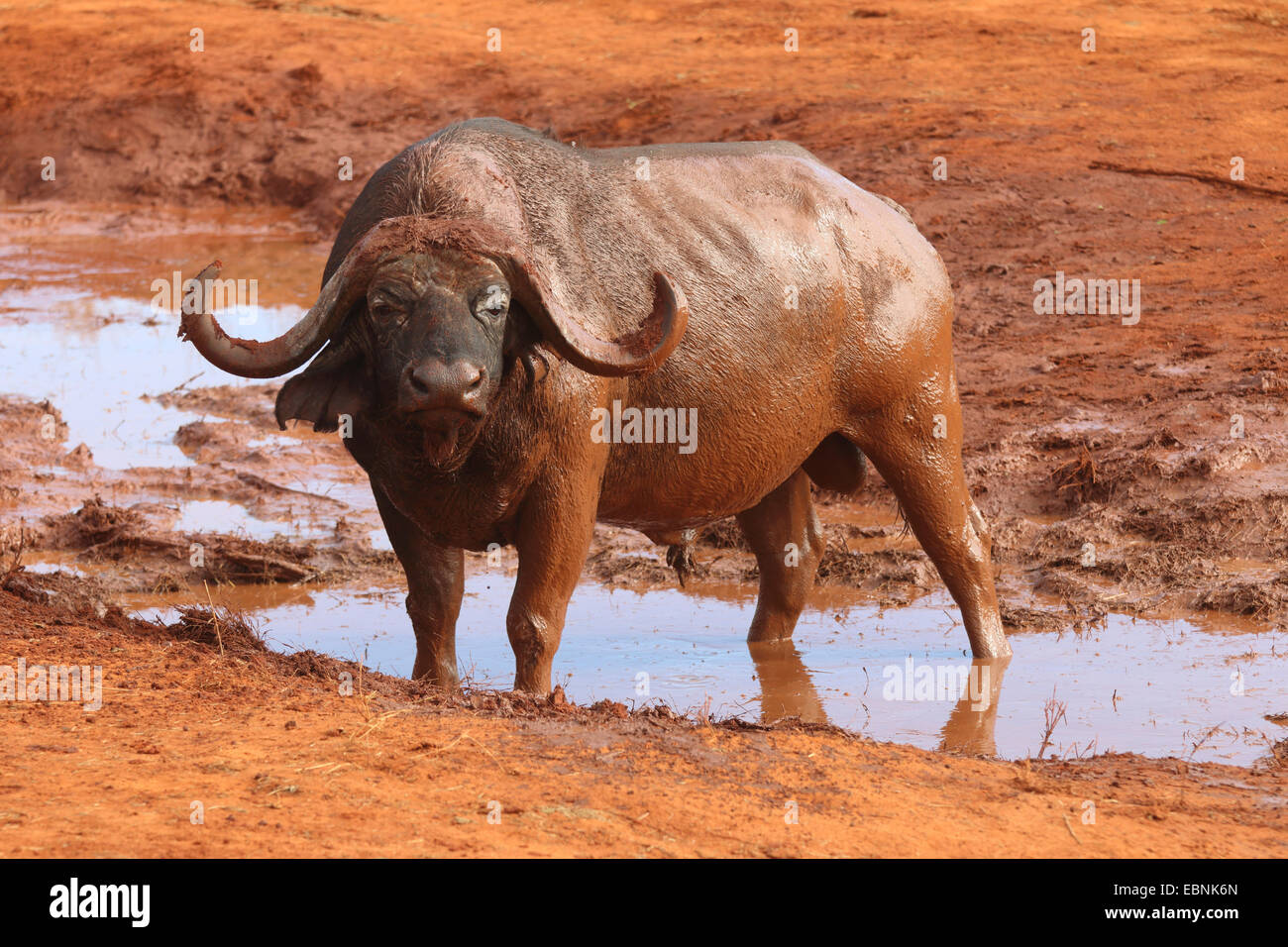 African buffalo (Syncerus caffer), buffalo at waterhole, Kenya, Tsavo East National Park Stock Photo