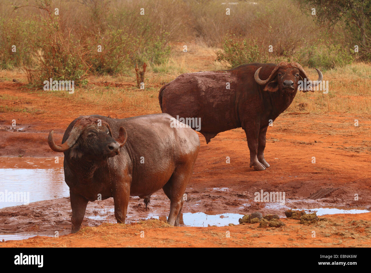 African buffalo (Syncerus caffer), buffalos at a waterhole, Kenya, Tsavo East National Park Stock Photo
