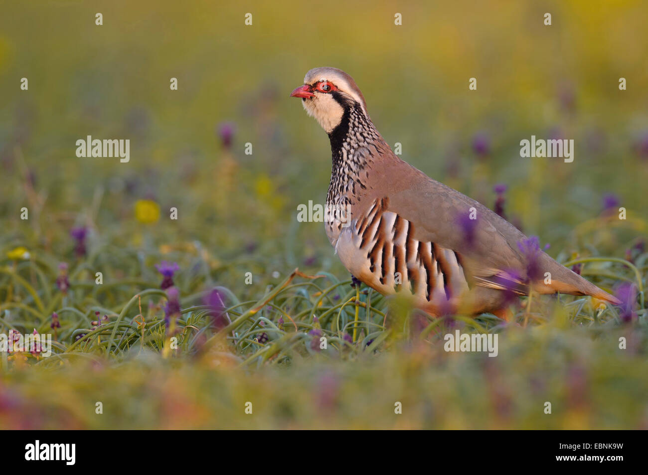 red-legged partridge (Alectoris rufa), standing in blooming meadow ...