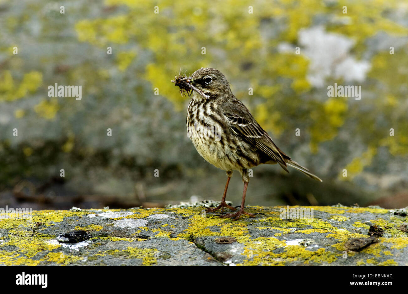 water pitpit (Anthus spinoletta), with food staple in bill, United Kingdom, England, Northumberland, Farne Islands Stock Photo
