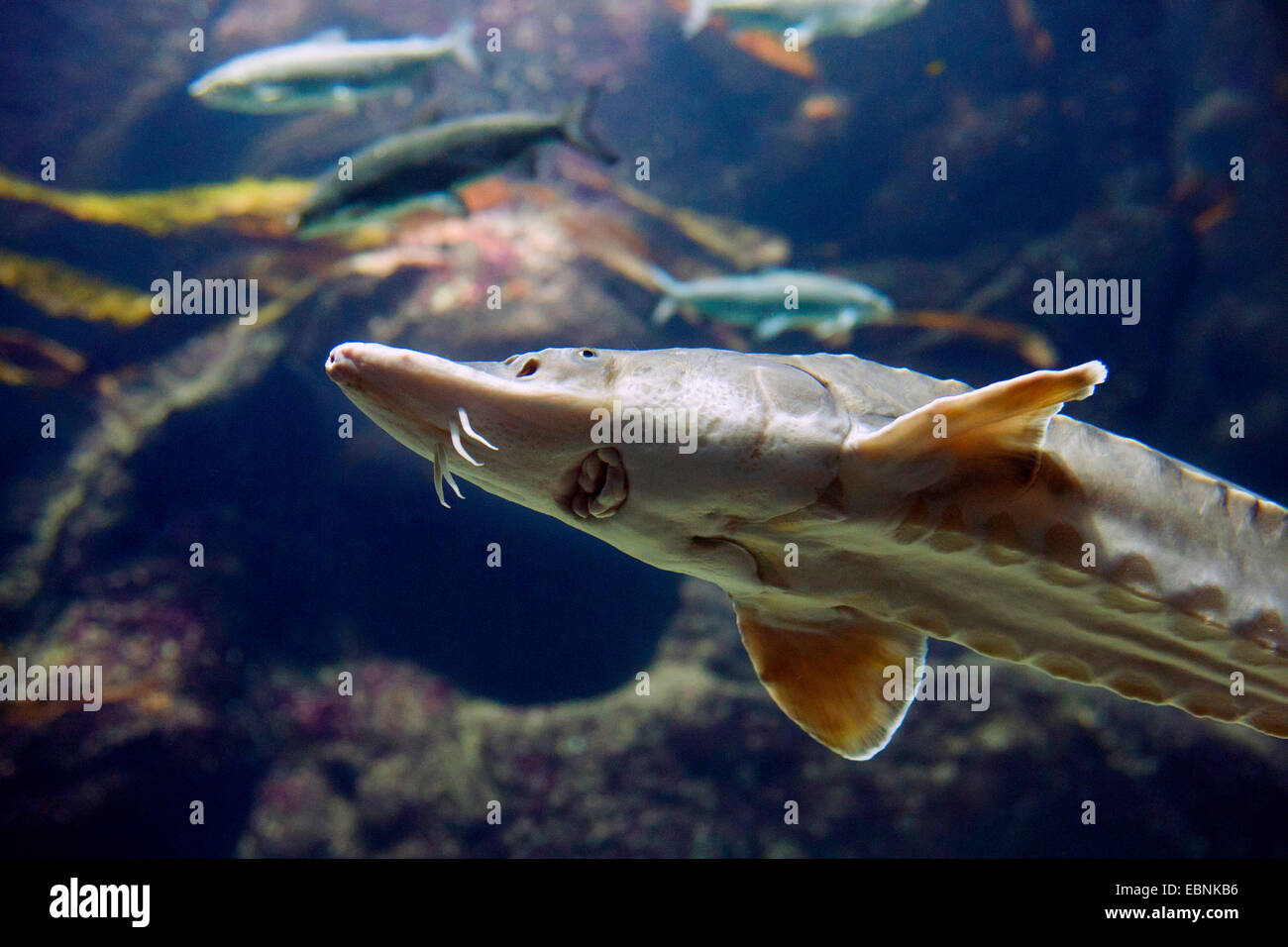 Acipenser oxyrinchus hi-res stock photography and images - Alamy