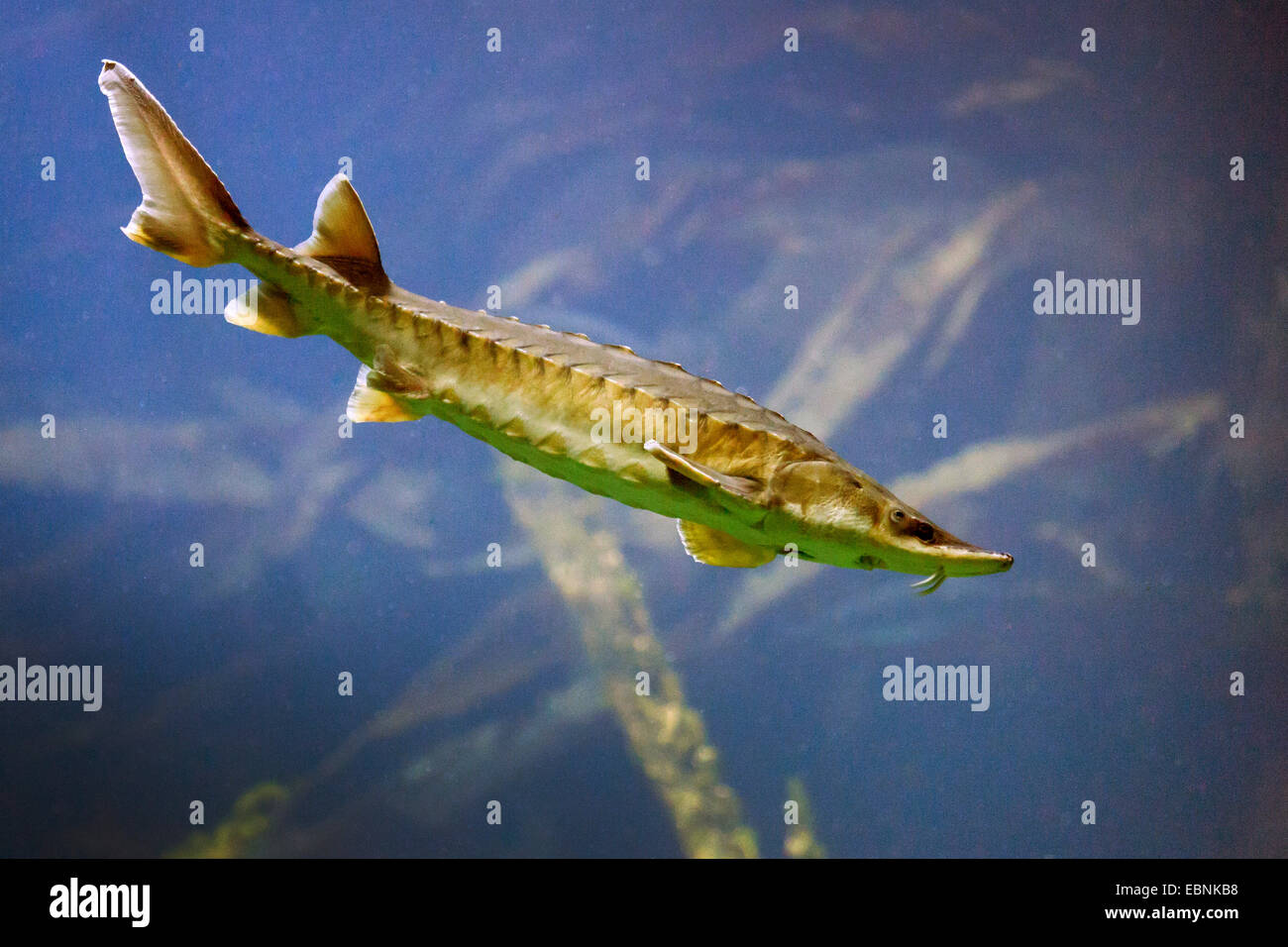 Atlantic sturgeon (Acipenser oxyrinchus, Acipenser oxyrhynchus ...