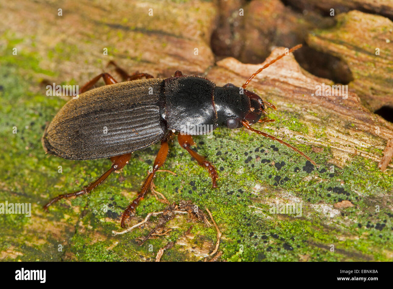 Strawberry Seed Beetle (Harpalus rufipes, Pseudoophonus rufipes